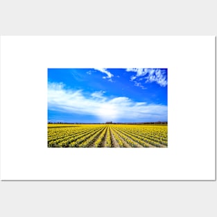 Field of Daffodils Posters and Art